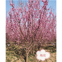 北京果树基地批发梅花 