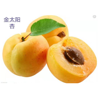 金太阳杏北京果树批发基地