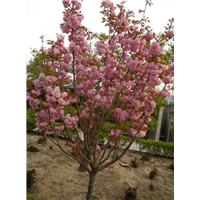 北京果树研究院樱花 