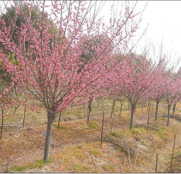 北京梅花批发 
