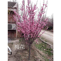 北京果树苗木基地梅花 