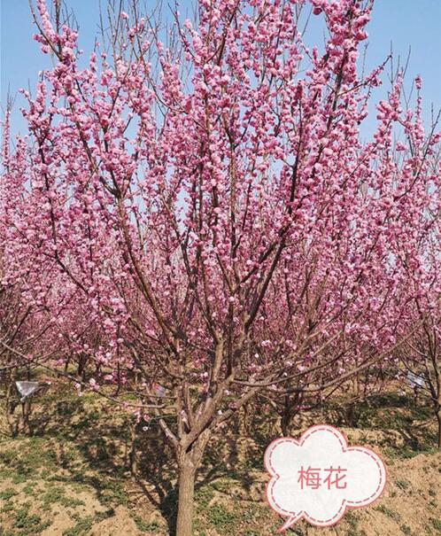 北京果树基地批发梅花 