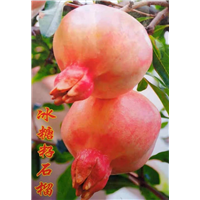北京大红冰糖籽石榴树批发