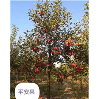 平安果北京果树研究院 