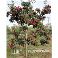 山里红北京果树苗木批发 
