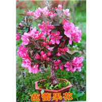 北京芭蕾果花