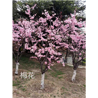 北京果树研究院梅花