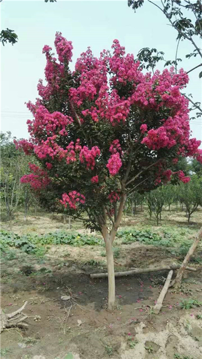 北京果树批发紫薇百日红 