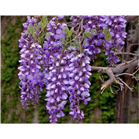 北京果树研究院紫藤花 