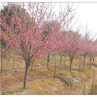 北京梅花批发 