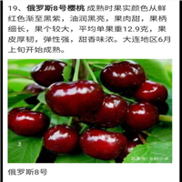 俄罗斯8号樱桃果树