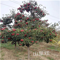 山里红