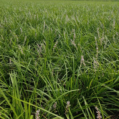 麦冬草 