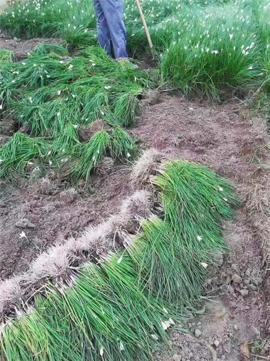 葱兰1块一斤 