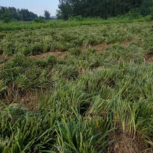 襄阳麦冬草 