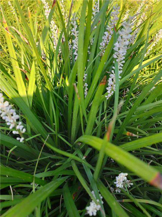 宽叶麦冬草 