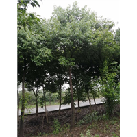 香樟树 