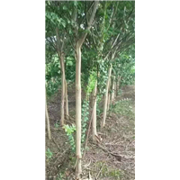 湖北紫薇 
