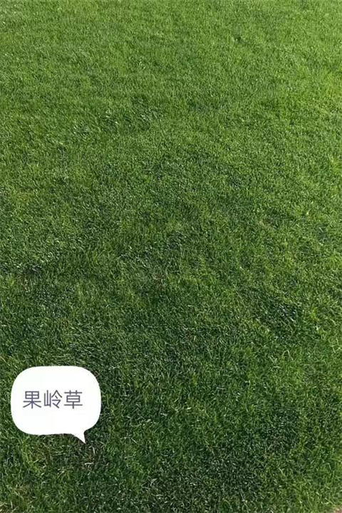 湖北果岭草