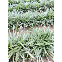 玉龙草 