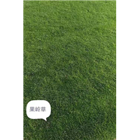 湖北果岭草