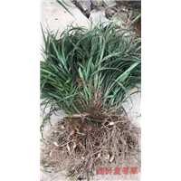 阔叶麦冬草 