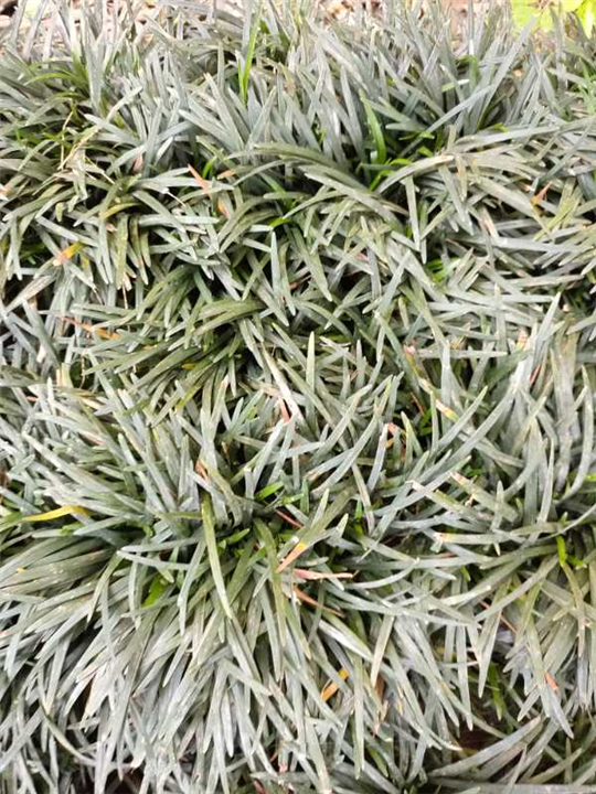 玉龙草 