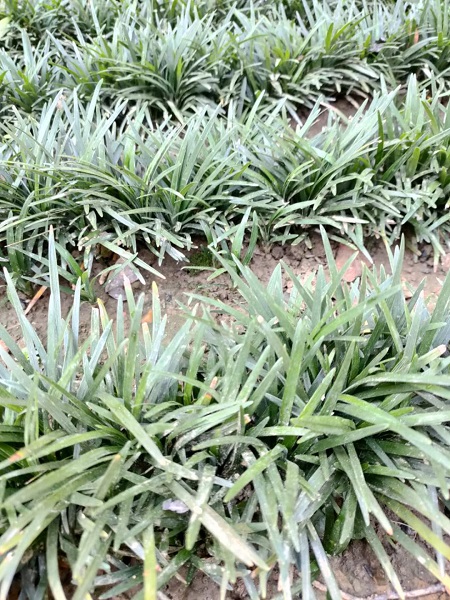 玉龙草 