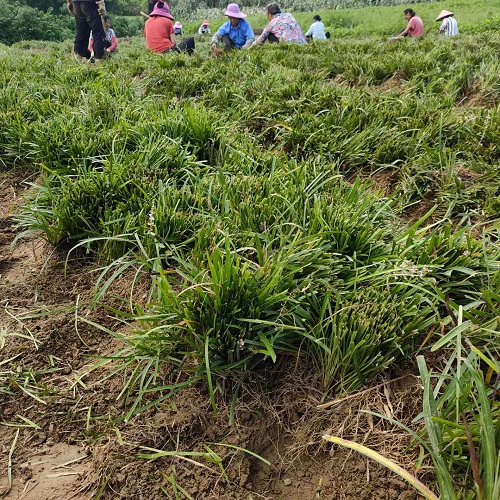 湖北麦冬草 