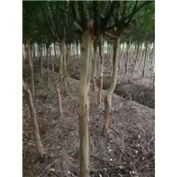 湖北紫薇 