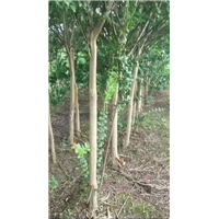 紫薇百日红 