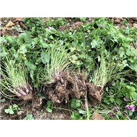 红花炸酱草5分 