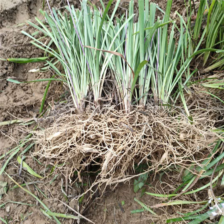 麦冬草 