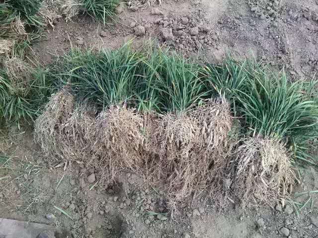 山东果岭草