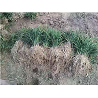 山东果岭草