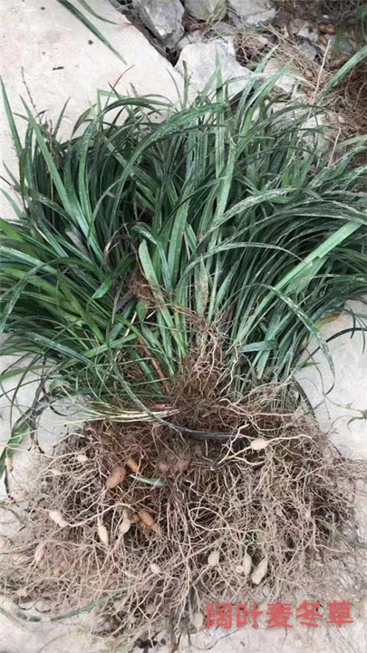 阔叶麦冬草 
