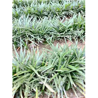 麦冬草