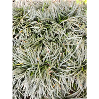 玉龙草 