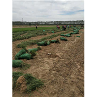 麦冬草