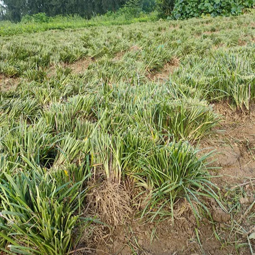 麦冬草 