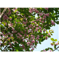 山东樱花种植基地