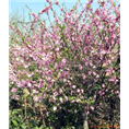 山东樱花基地电话