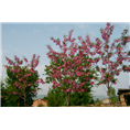 山东泰安香花槐