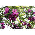 山东香花槐种植基地