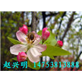 泰安西府海棠
