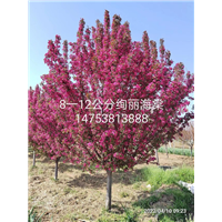 泰安菊花碧桃