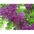 泰安香花槐.山东香花槐