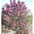 泰安芭蕾舞海棠.山东芭蕾舞价格