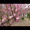 山东泰安樱花