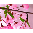 山东樱花基地.在泰安樱花基地
